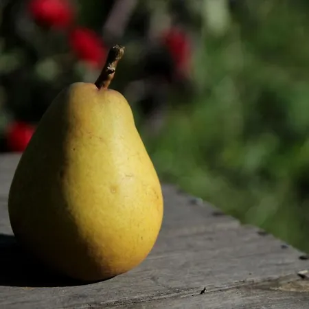 Lägenhet Butterbirne