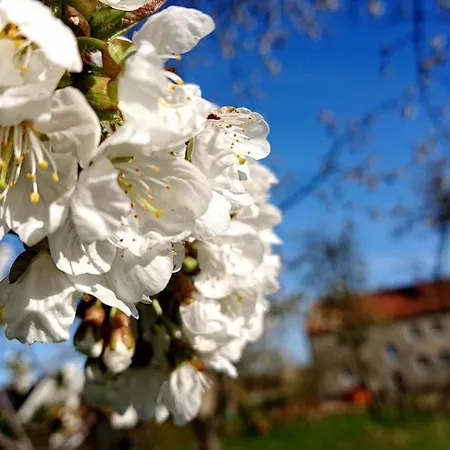 Apartment Butterbirne Niedergorsdorf